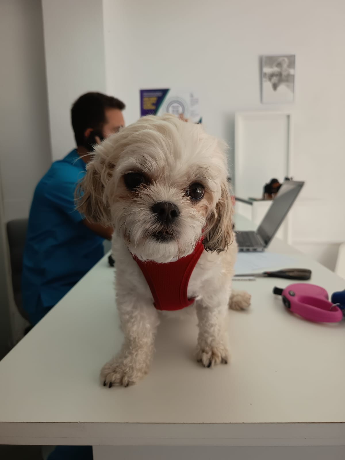 Perra encima de la mesa