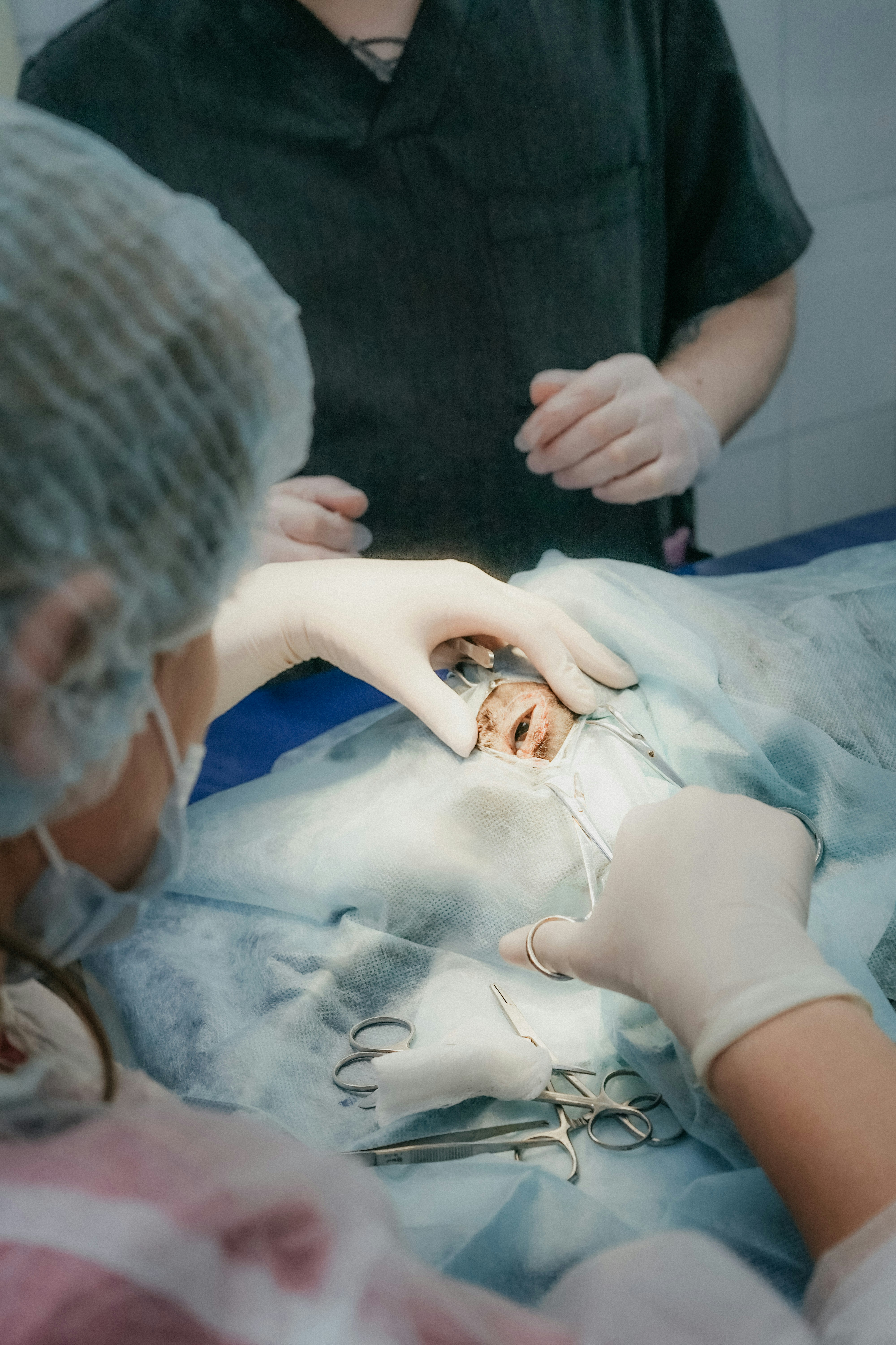 Perro anestesiado en quirófano veterinario (tejidos blandos)
