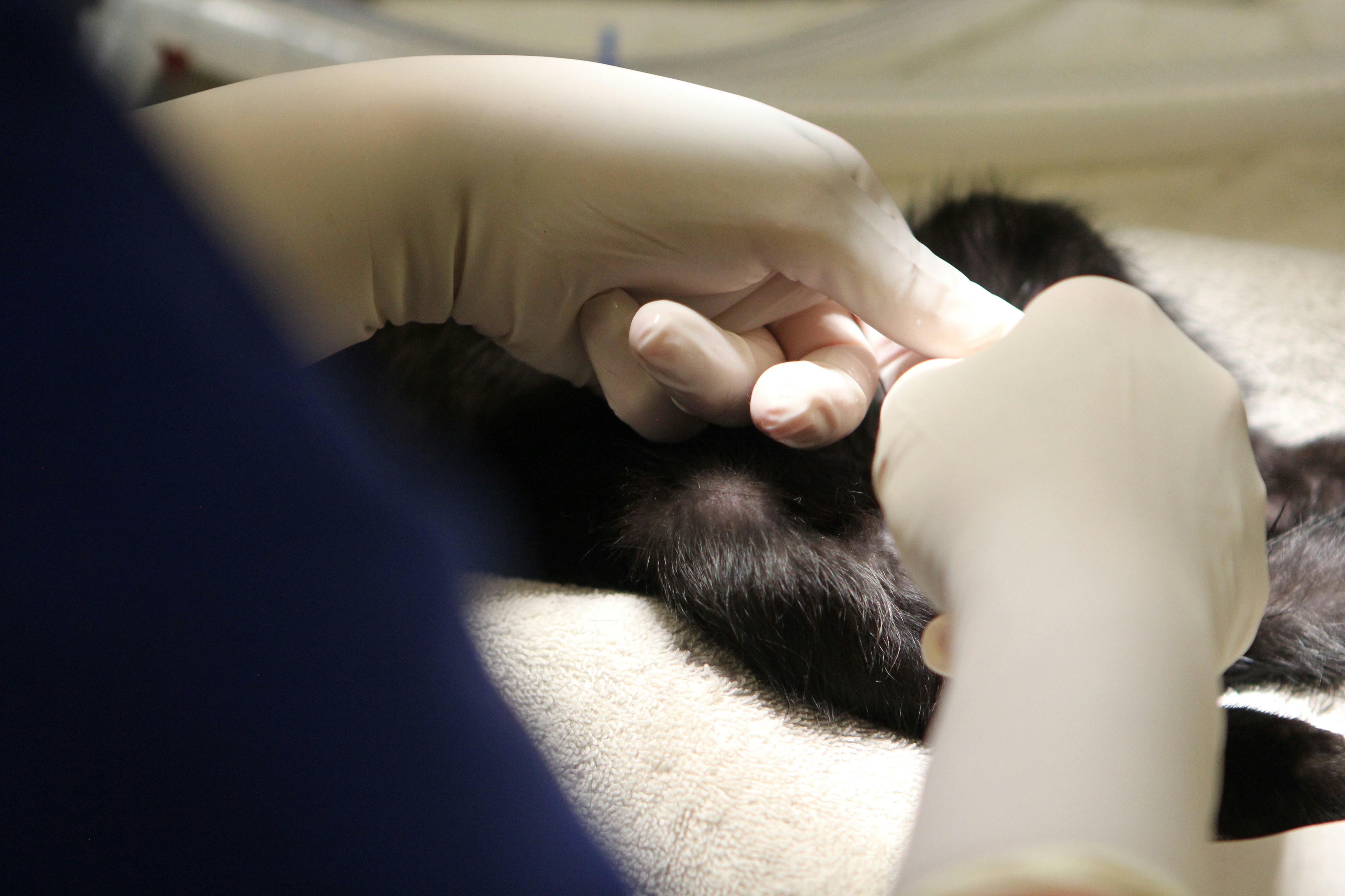 Perro y gato tranquilos en preoperatorio de esterilización