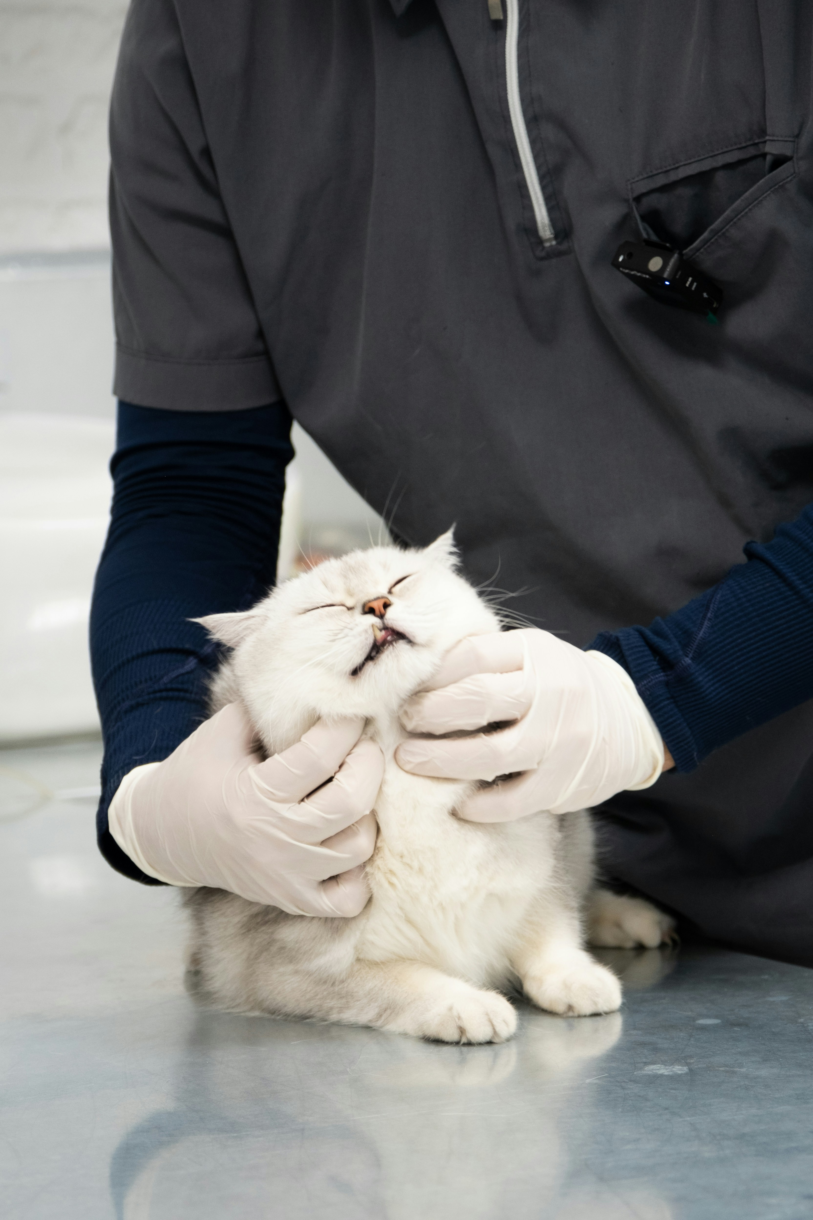 Consultas veterinarias y revisiones para perros y gatos