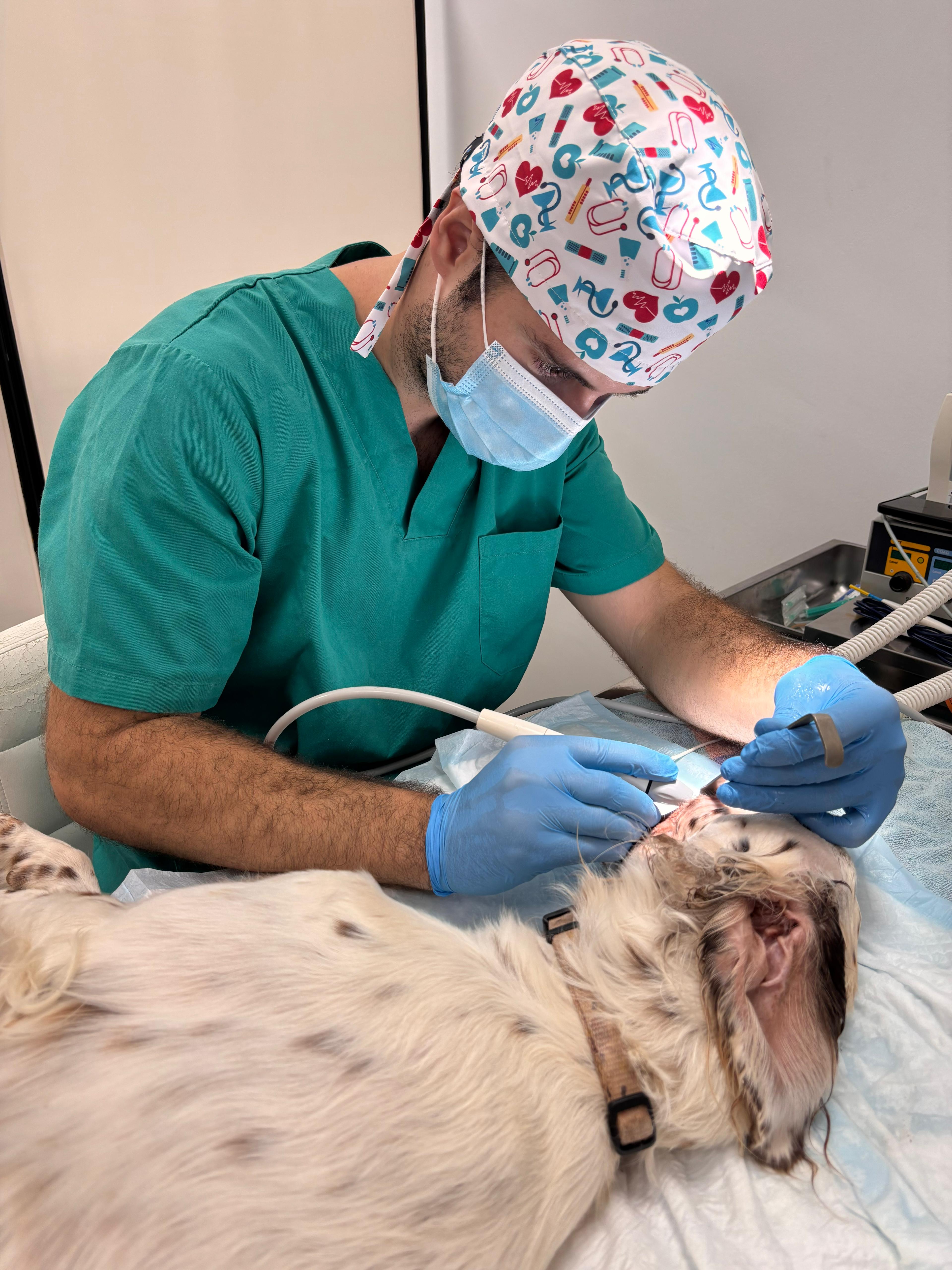 Limpieza dental en perros y gatos (profilaxis)