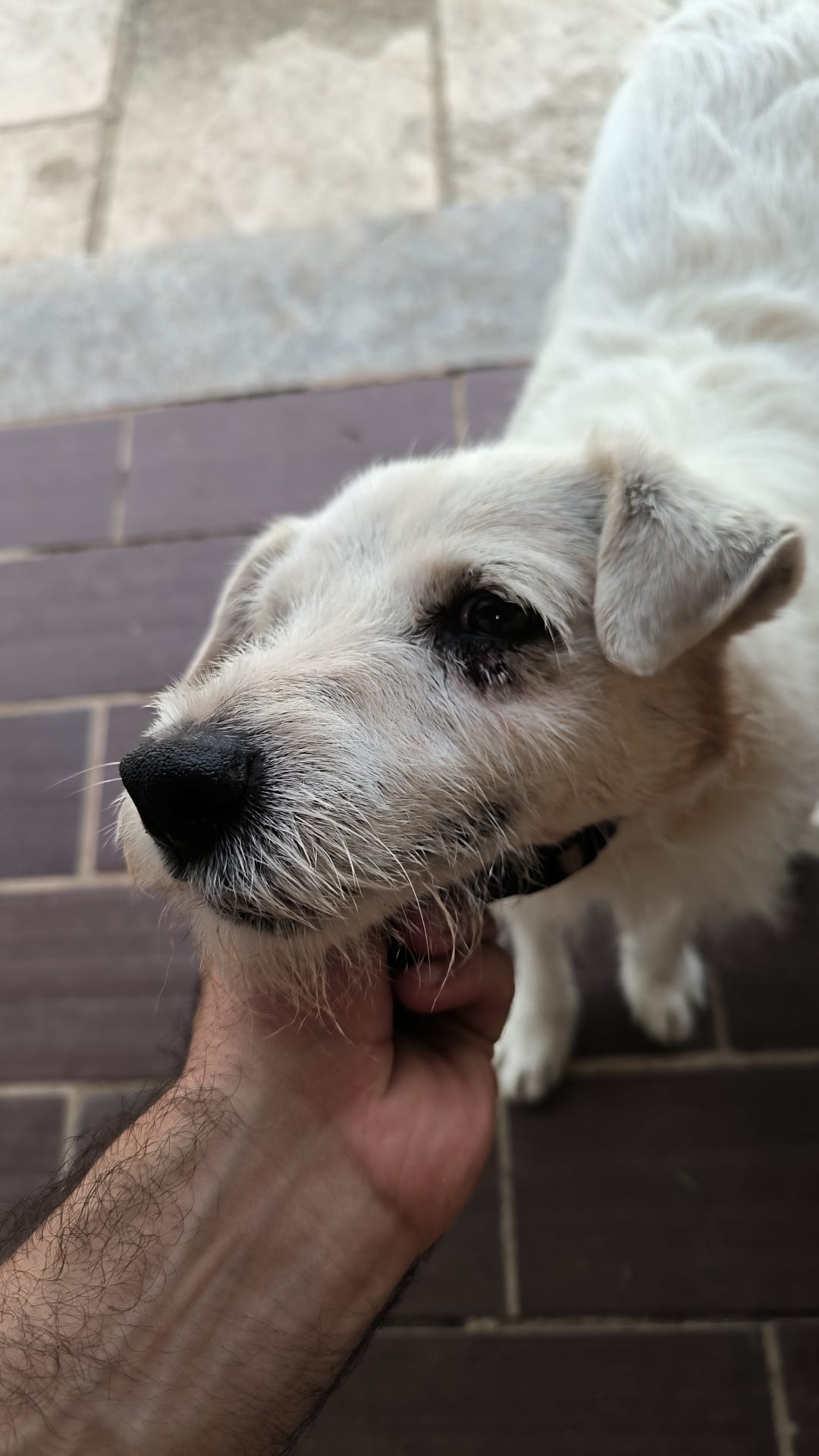 Visitas veterinarias a domicilio en Palma