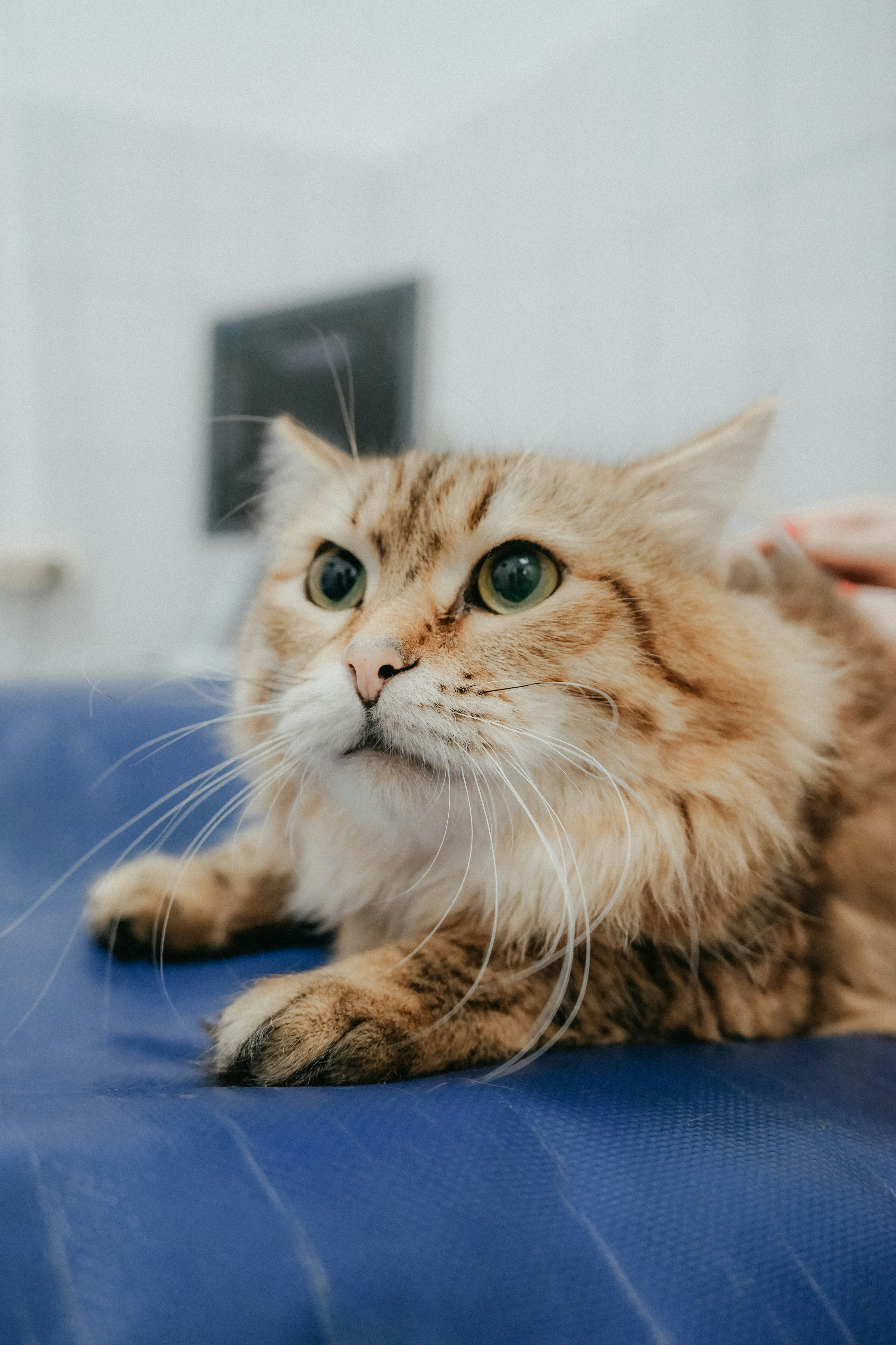 Ecografías abdominales en perros y gatos