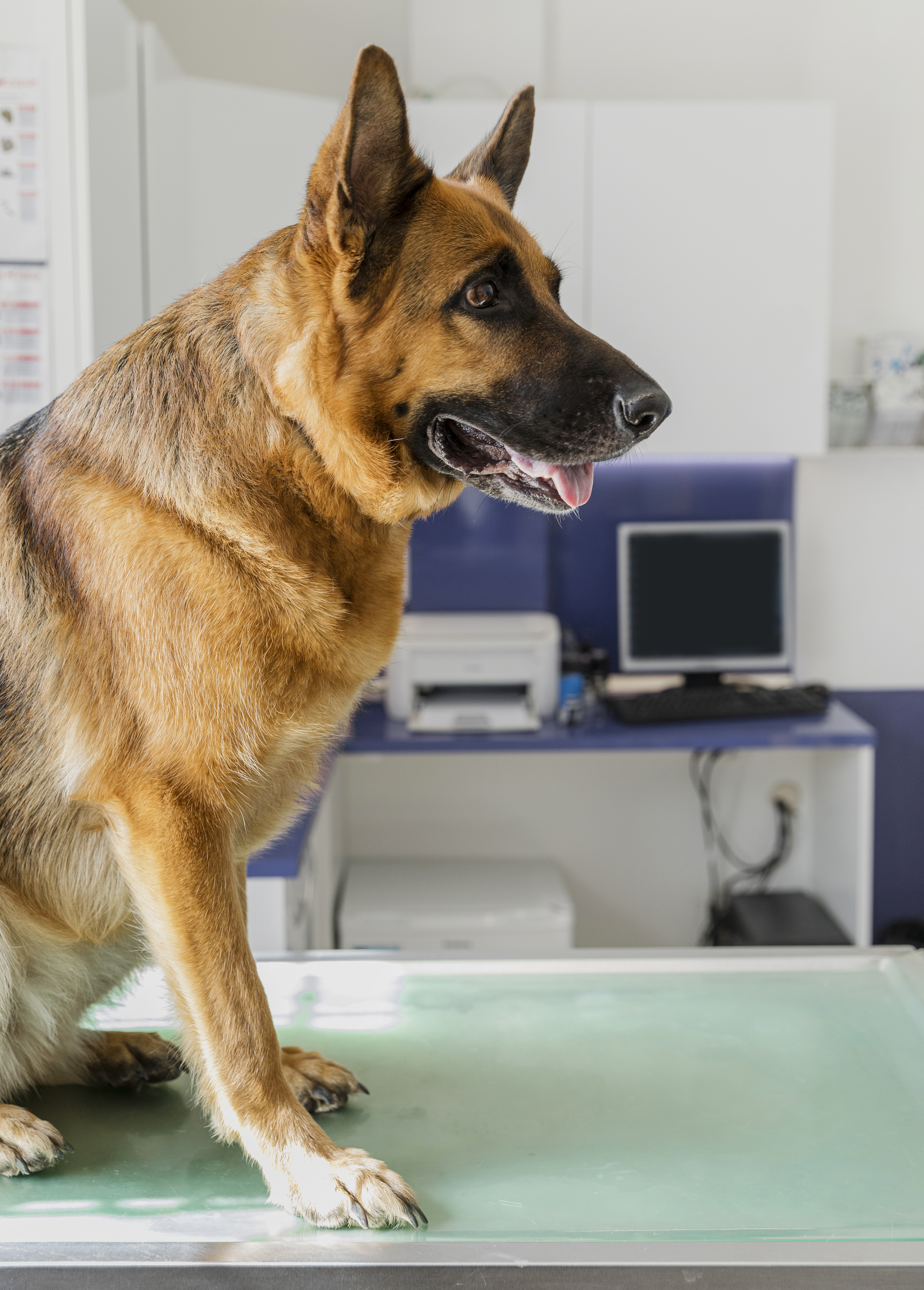 Esterilización y castración de perros y gatos