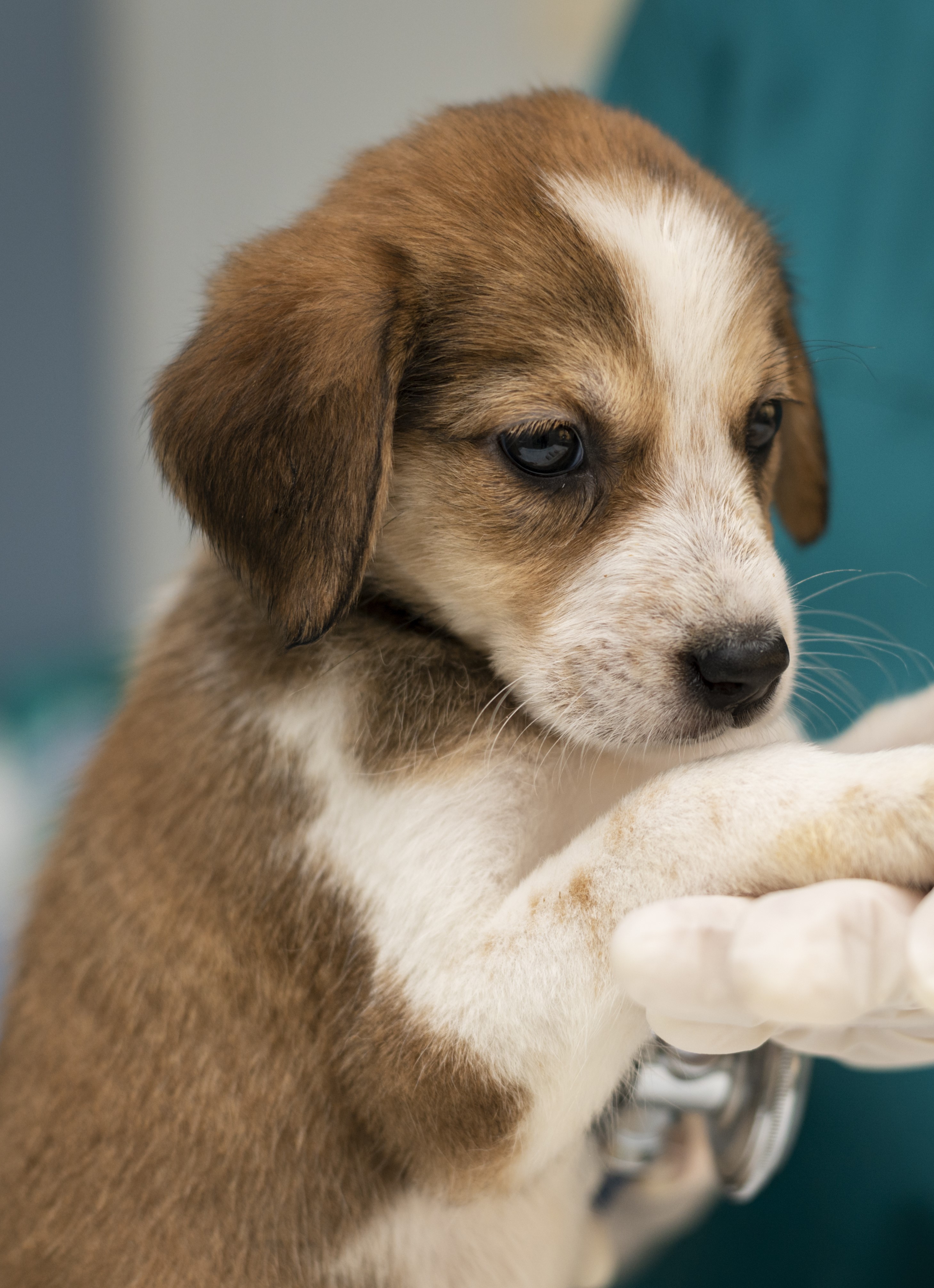 Vacunación y desparasitación para perros y gatos